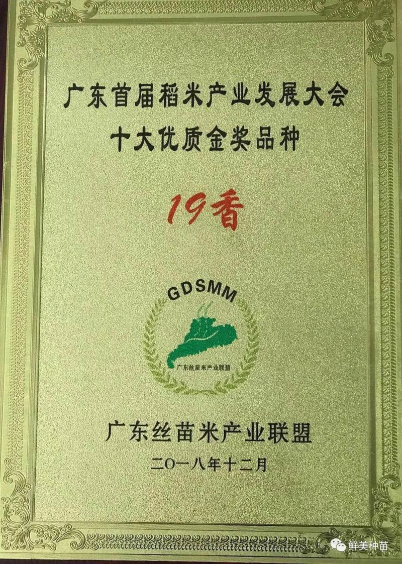 19香水稻种子