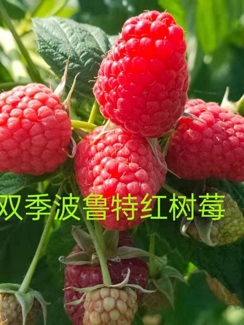 【荣誉推荐】蓝靛果苗基地直发量大价低品种纯正包活包售后