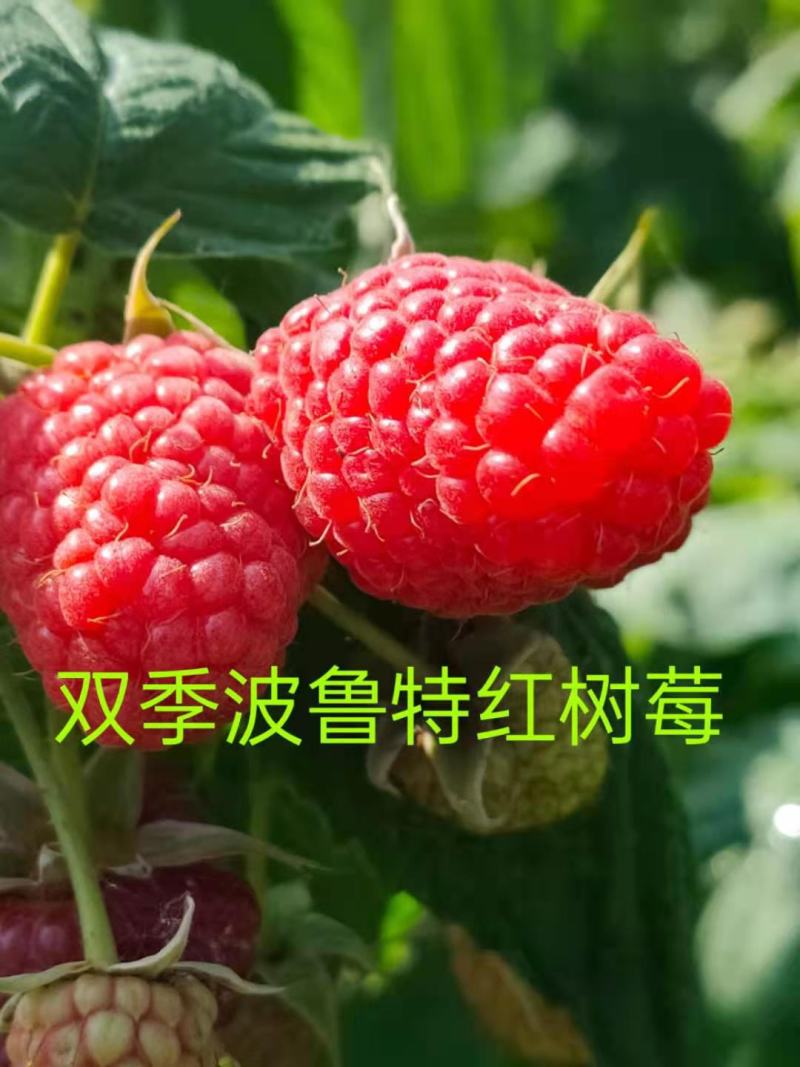 【荣誉推荐】蓝靛果苗基地直发量大价低品种纯正包活包售后