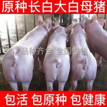精品白母猪长白猪长白母猪品种猪场直发防疫到位