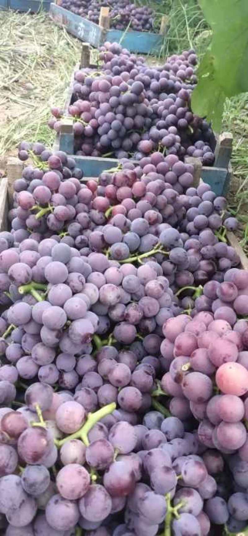 万亩巨峰葡萄种植基地，大量上市，产地直销一手货源