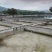 养殖场大量出售现冷水池养殖中华草龟碌与商品