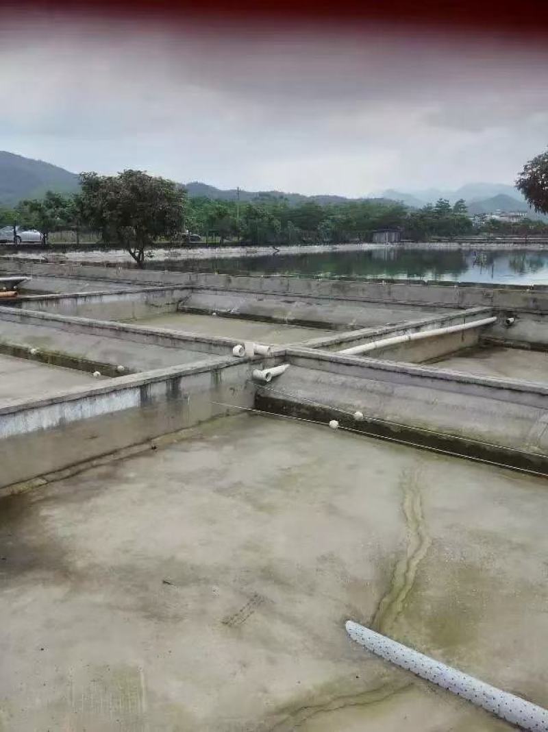 养殖场大量出售现冷水池养殖中华草龟碌与商品