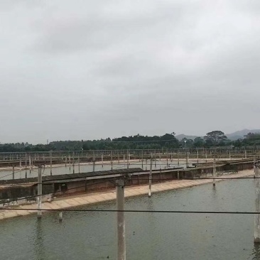 养殖场大量出售现冷水池养殖中华草龟碌与商品