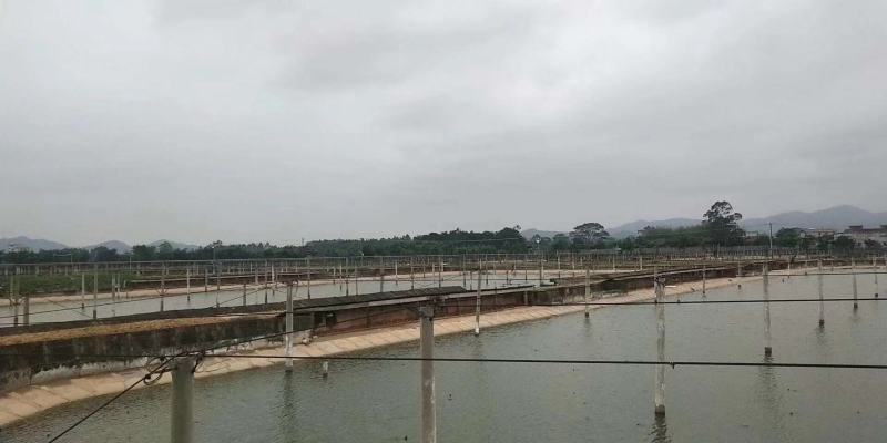 养殖场大量出售现冷水池养殖中华草龟碌与商品