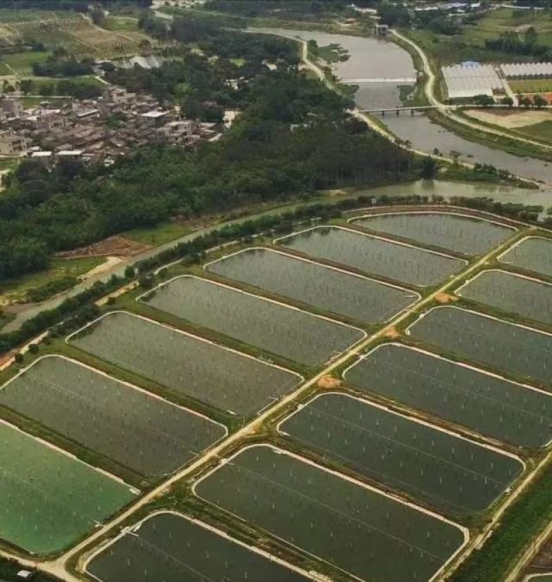 养殖场大量出售现冷水池养殖中华草龟碌与商品