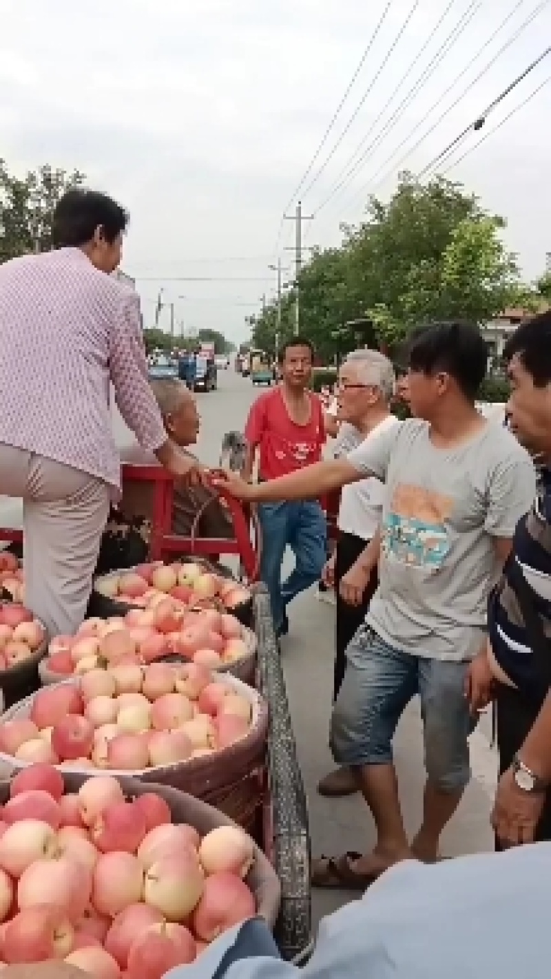 礼泉毛桃硬桃系已开始订购色泽亮丽，口味香甜。