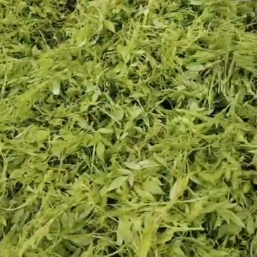 永顺莓茶