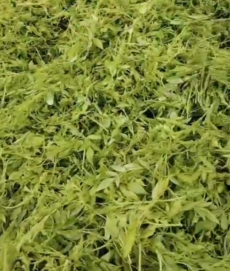 永顺莓茶