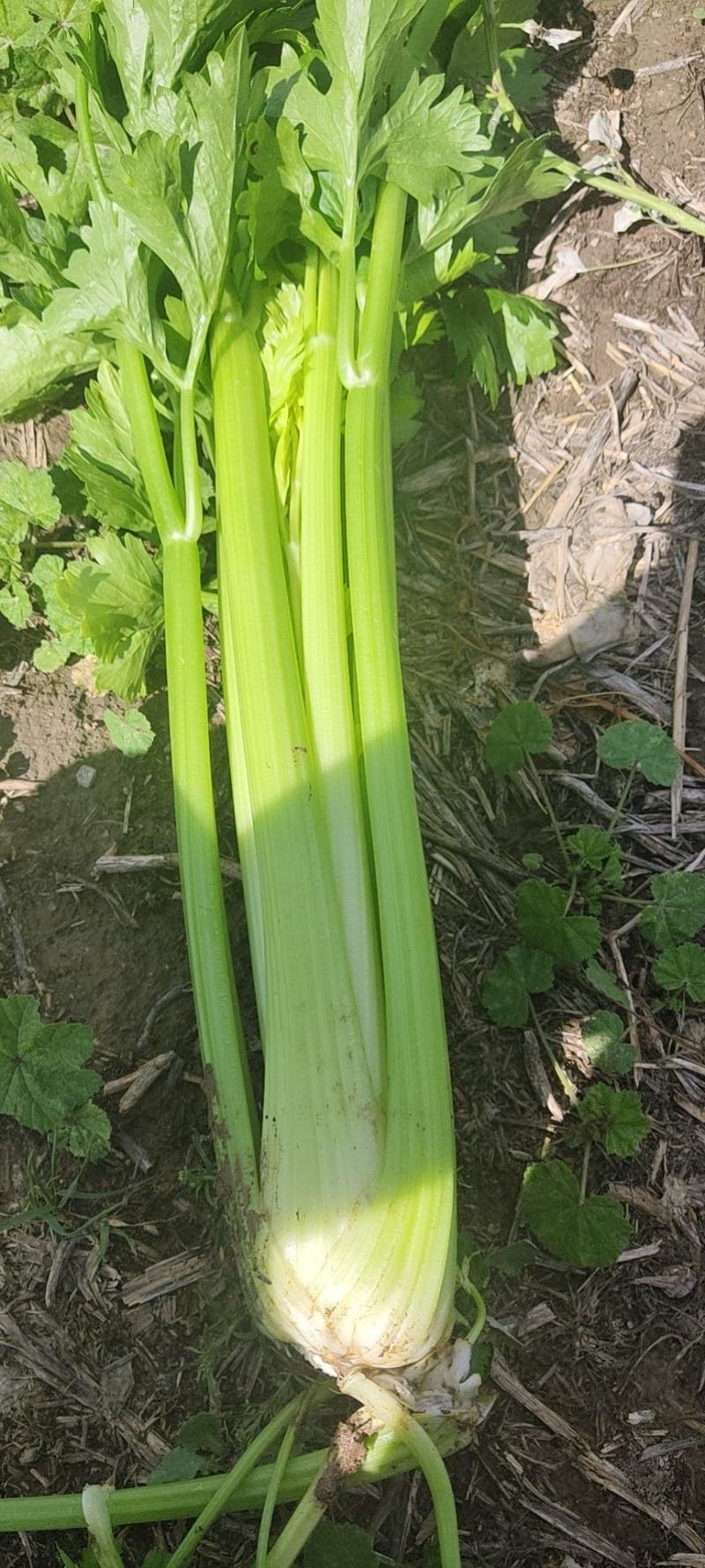 精品西芹大量有货需要的联系