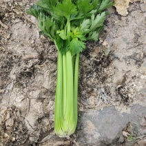 精品西芹大量有货需要的联系