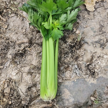 精品西芹大量有货需要的联系