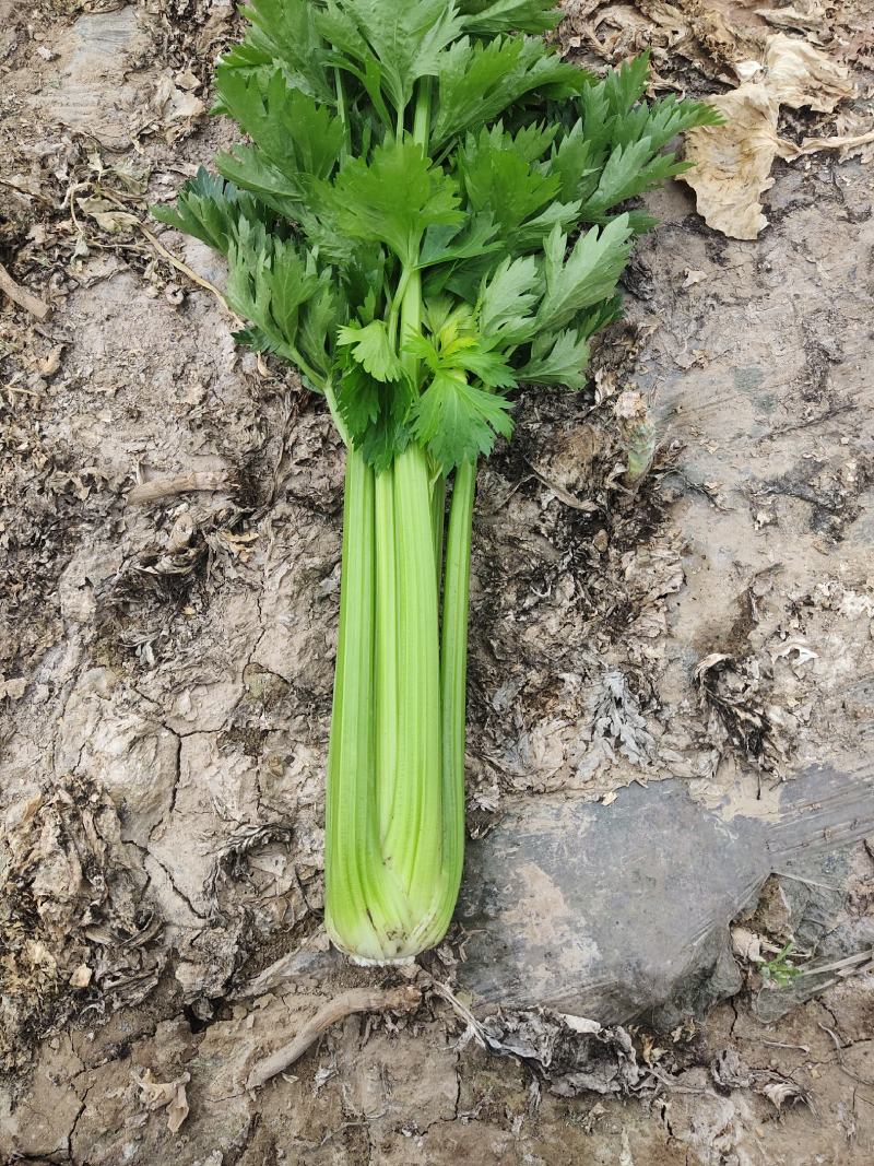 精品西芹大量有货需要的联系