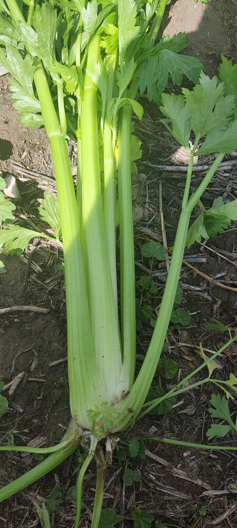 精品西芹大量有货需要的联系