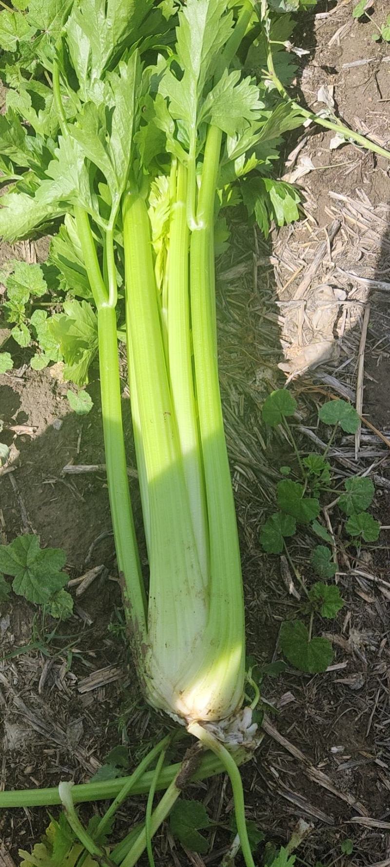 精品西芹大量有货需要的联系