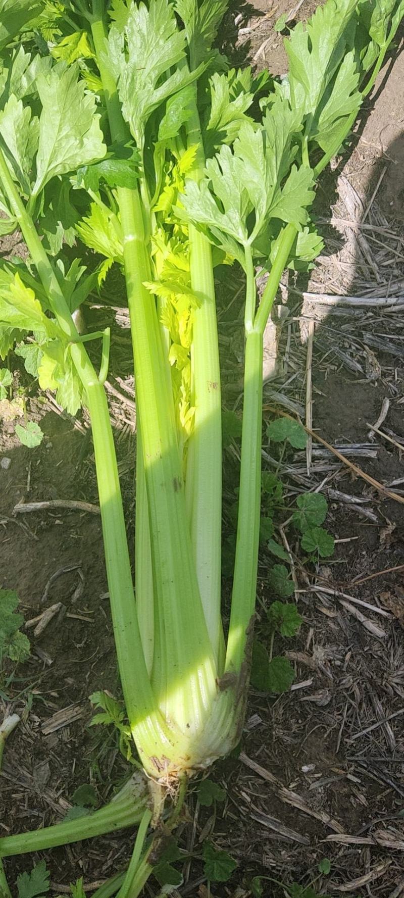 精品西芹大量有货需要的联系