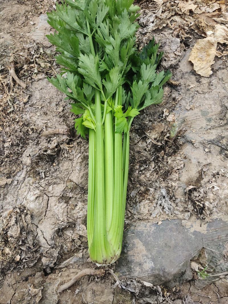 精品西芹大量有货需要的联系