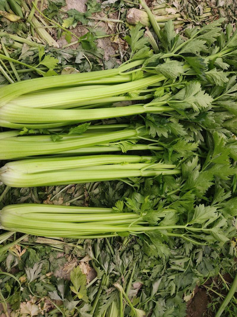 精品西芹大量有货需要的联系