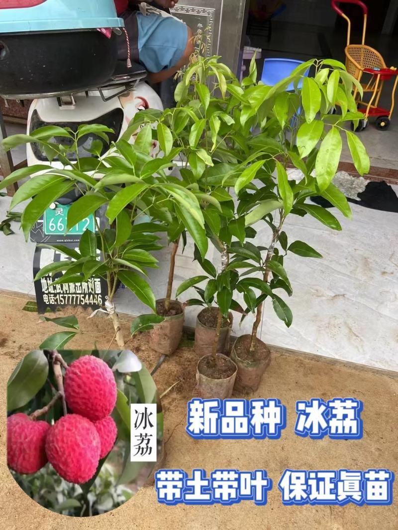 正宗厚街镇采购枝条冰荔枝嫁接袋苗带土包邮费发货