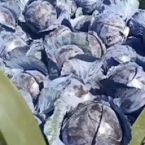 精品紫甘蓝大量有货