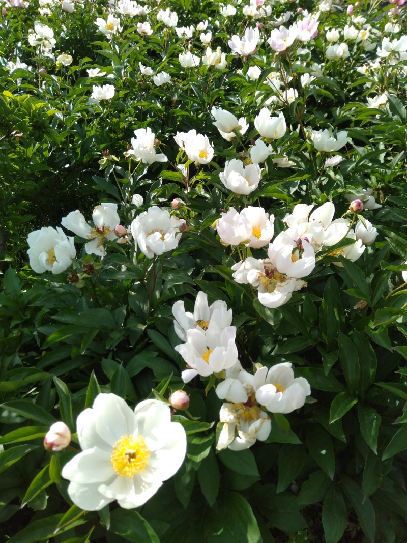 赤芍种子，野生赤芍，山地繁育