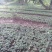 赤芍种子，野生赤芍，山地繁育