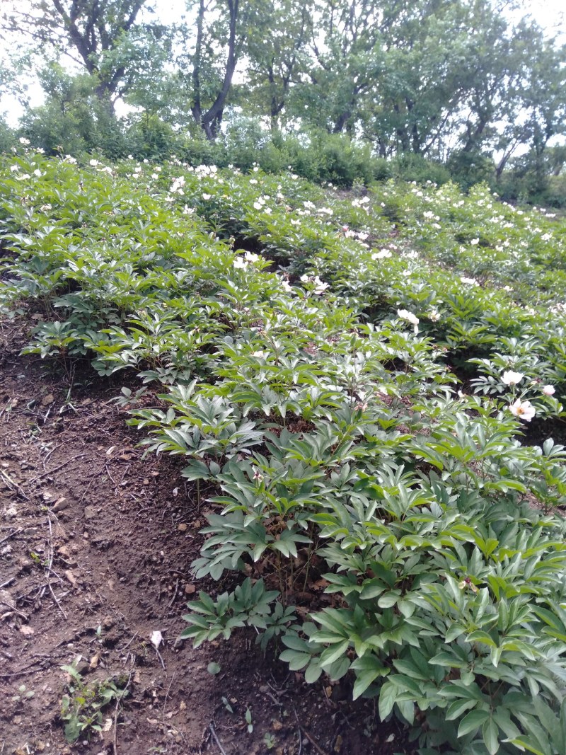 赤芍种子，野生赤芍，山地繁育