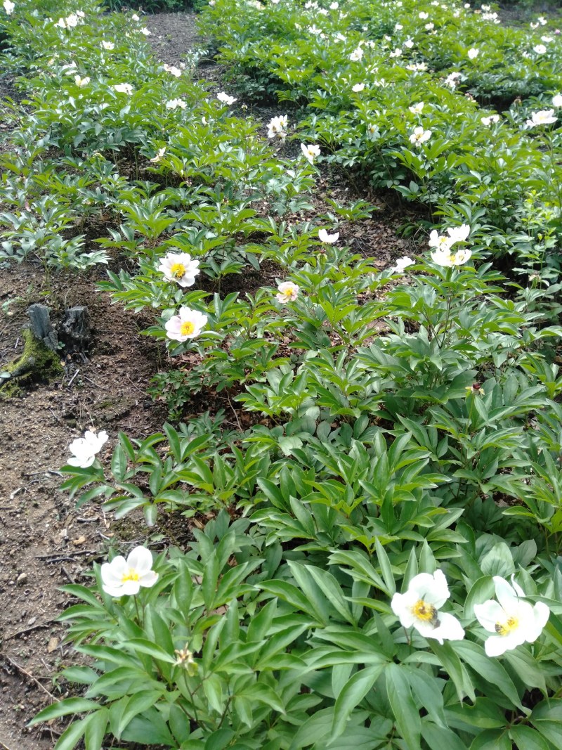 赤芍种子，野生赤芍，山地繁育
