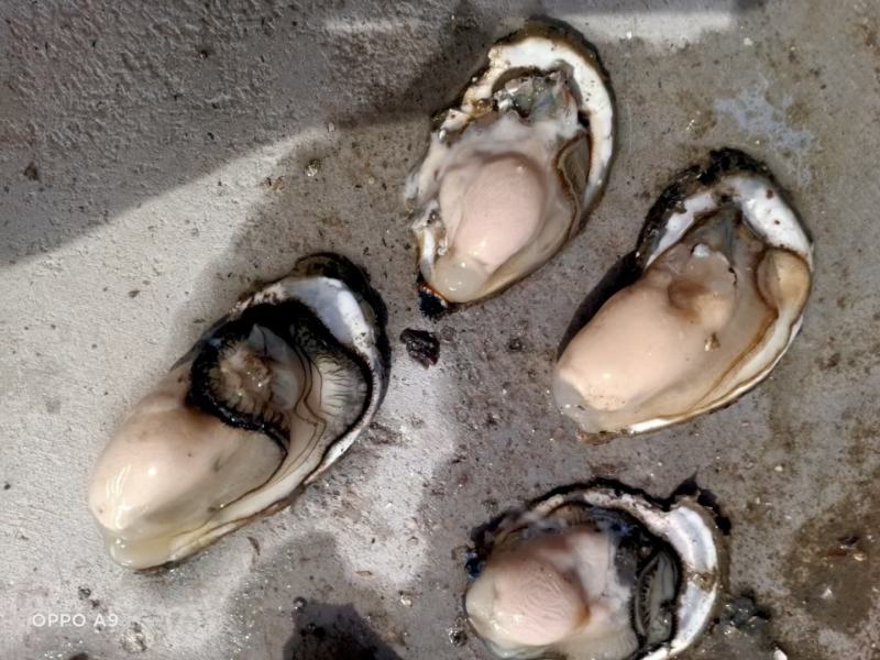 生蚝海蛎