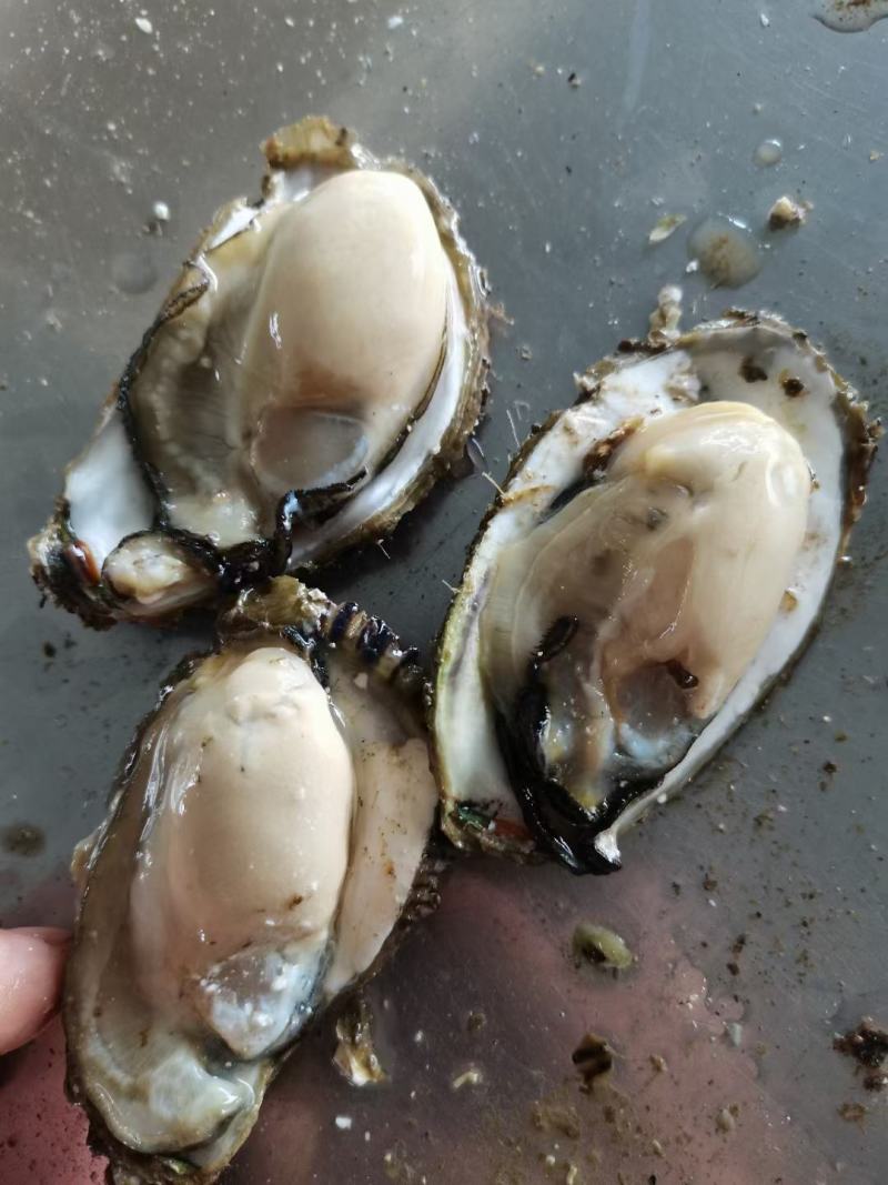 生蚝海蛎