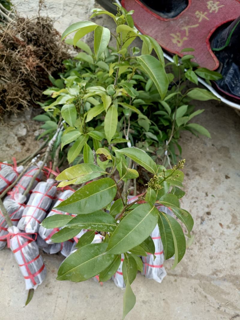 正宗厚街镇采购枝条冰荔枝嫁接袋苗带土包邮费发货