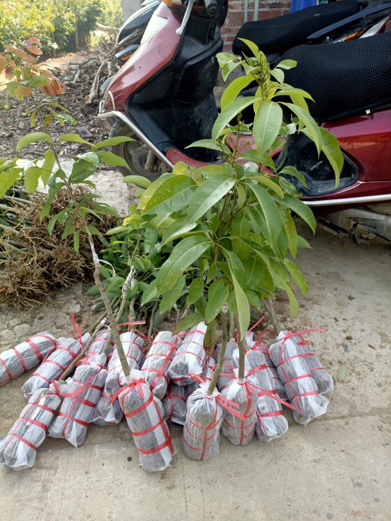 正宗厚街镇采购枝条冰荔枝嫁接袋苗带土包邮费发货