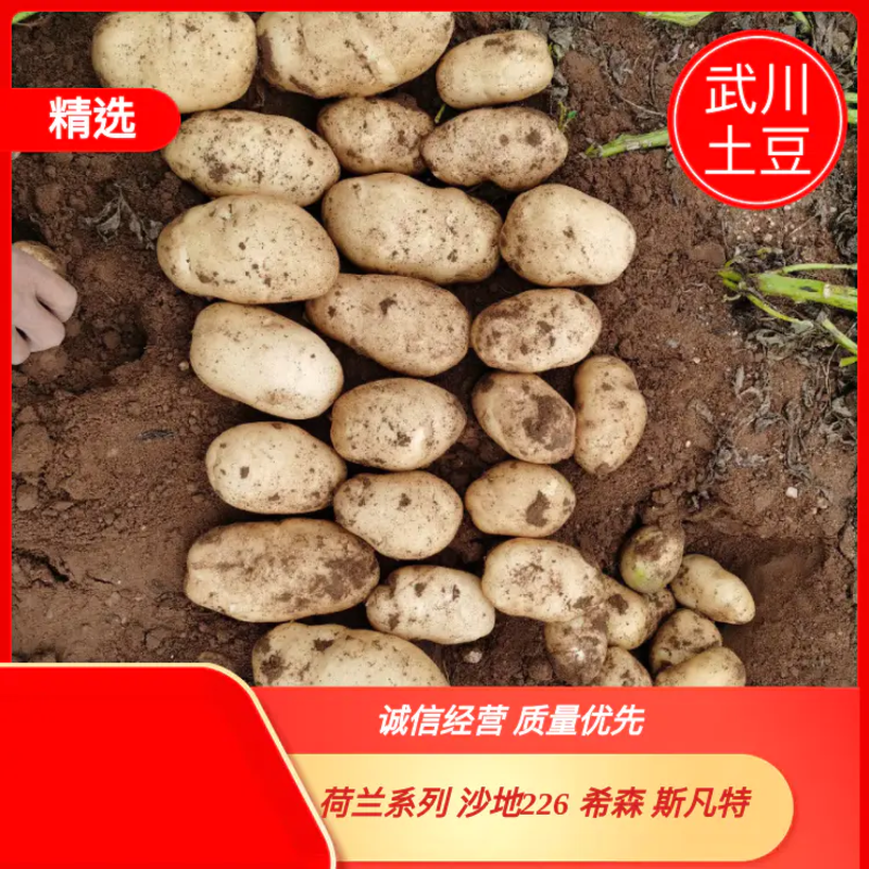 内蒙古土豆，武川土豆，226，西森，V7，沃土