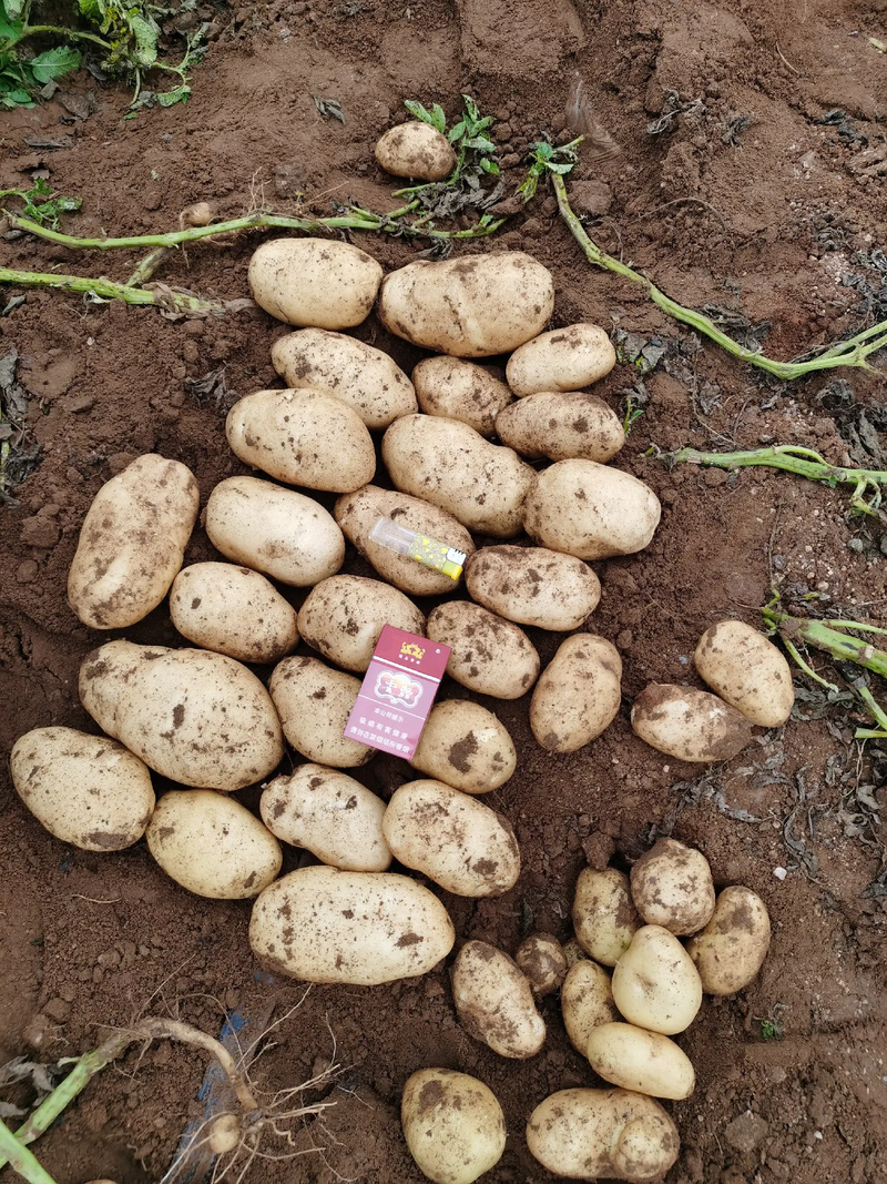 内蒙古土豆，武川土豆，226，西森，V7，沃土