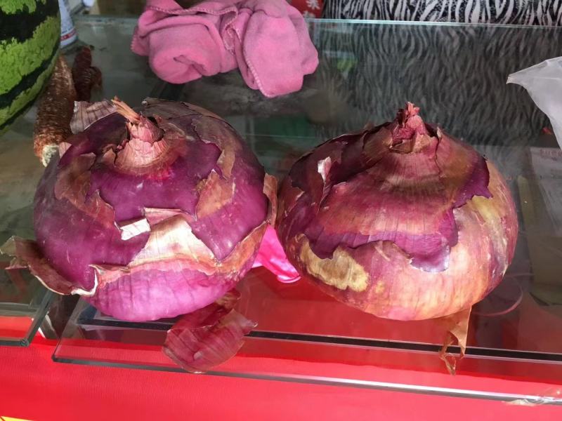 紫大球紫色洋葱种子肉质脆嫩辣味较浓高圆型