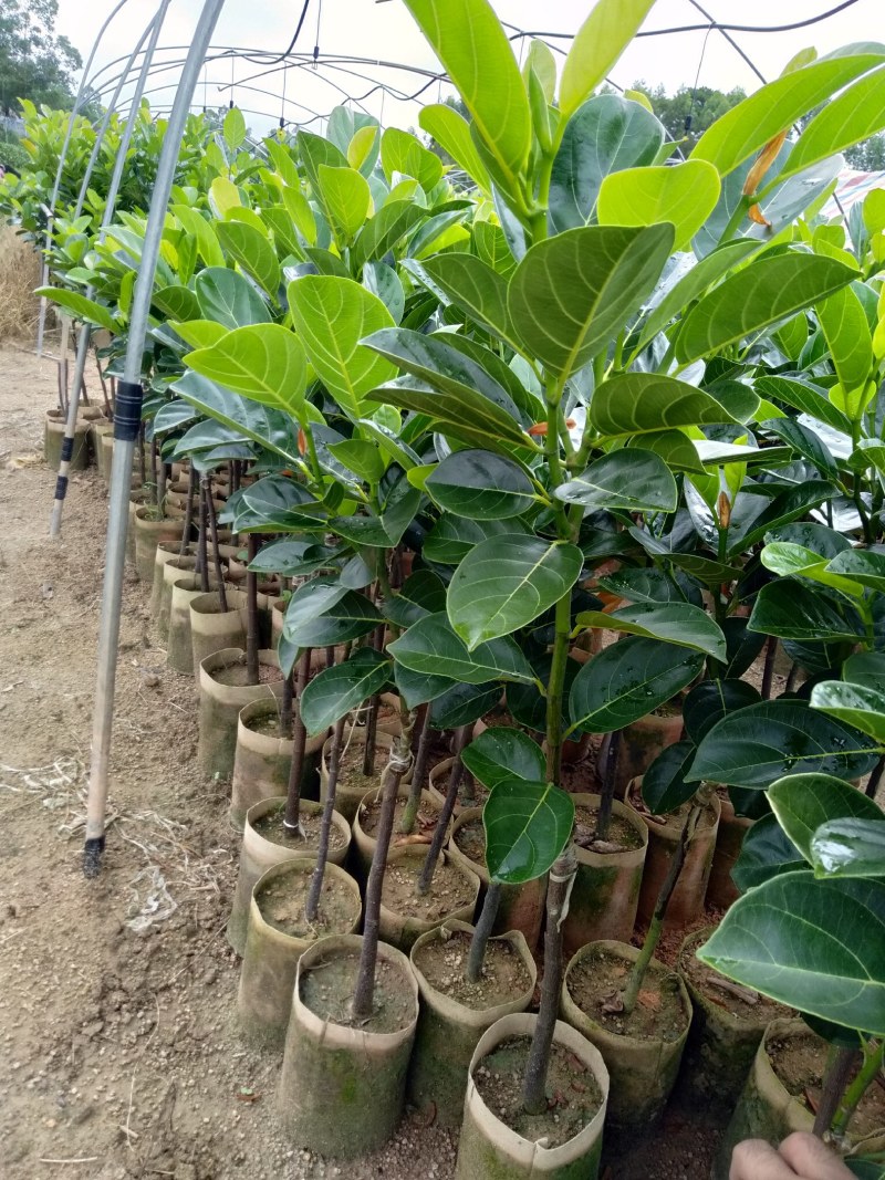 菠萝蜜苗基地直发现挖现发品种保证欢迎来电