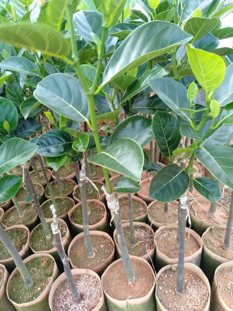 菠萝蜜苗基地直发现挖现发品种保证欢迎来电