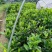 菠萝蜜苗基地直发现挖现发品种保证欢迎来电