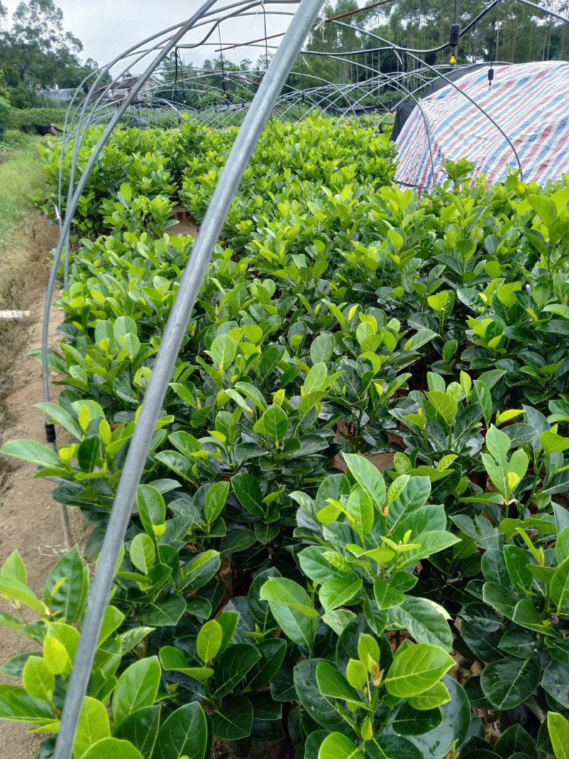 菠萝蜜苗基地直发现挖现发品种保证欢迎来电