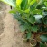 菠萝蜜苗基地直发现挖现发品种保证欢迎来电