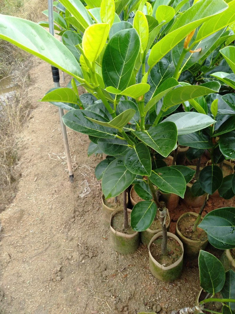 菠萝蜜苗基地直发现挖现发品种保证欢迎来电