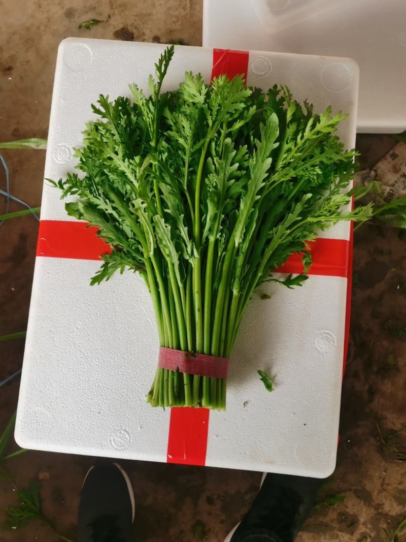 【推荐】河北小叶茼蒿一手货源供应市场商超电商量大价优