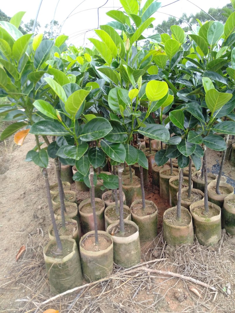 菠萝蜜苗基地直发现挖现发品种保证欢迎来电