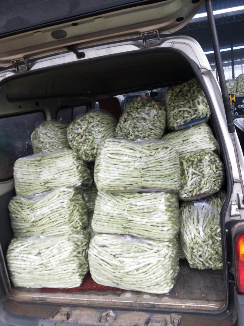 【白芸豆】辽宁九粒白芸豆大量上市对接各大市场电商