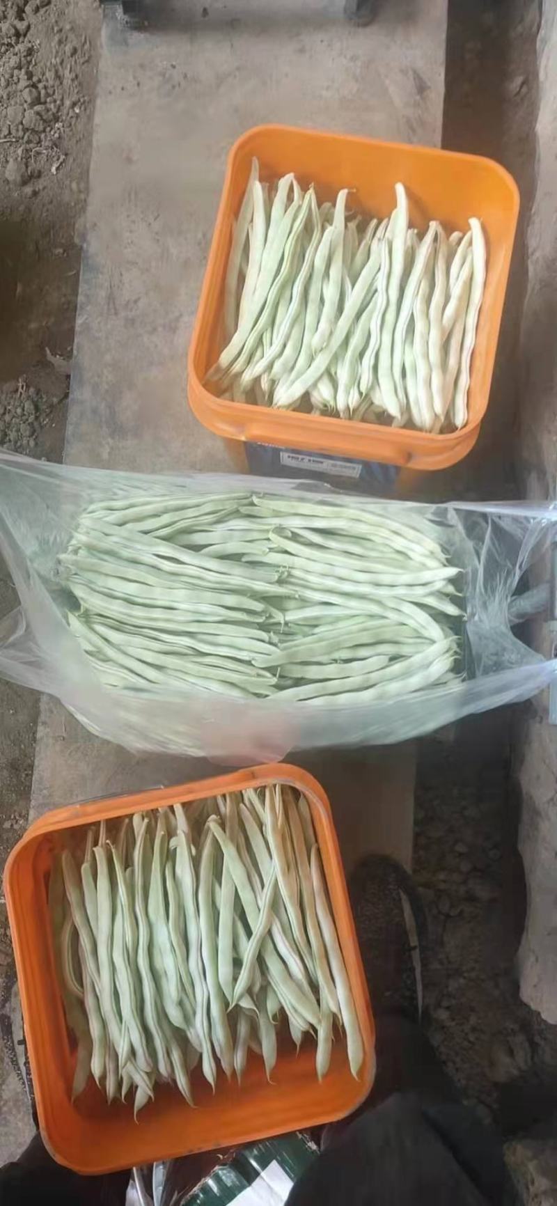 【白芸豆】辽宁九粒白芸豆大量上市对接各大市场电商