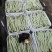 【白芸豆】辽宁九粒白芸豆大量上市对接各大市场电商