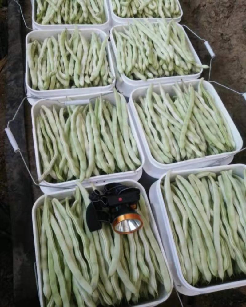 【白芸豆】辽宁九粒白芸豆大量上市对接各大市场电商