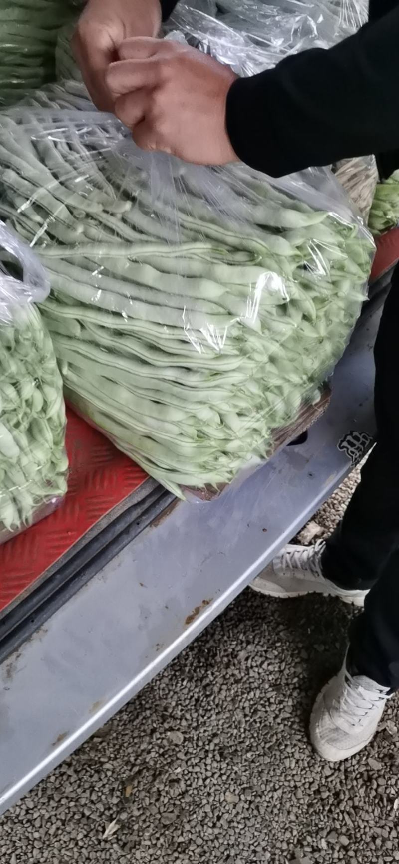 【白芸豆】辽宁九粒白芸豆大量上市对接各大市场电商