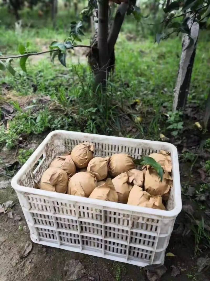 精品秋月梨一件代发产地直发商超电商平台社区团购