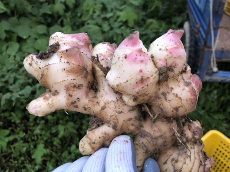 新鲜生姜零售，我村山里的肉姜，现挖现卖，可一件代发